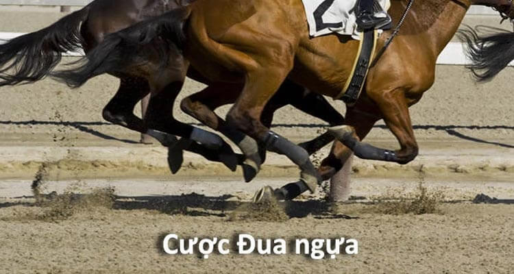 cược đua ngụa w88